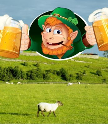 דבלין – כבשים שיכורות מגינס